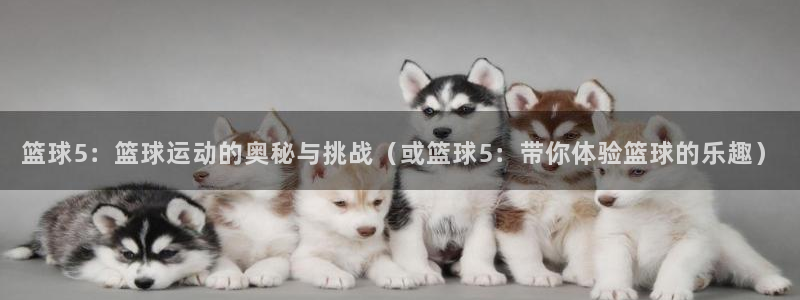篮球5：篮球运动的奥秘与挑战（或篮球5：带你体验篮球的乐趣）